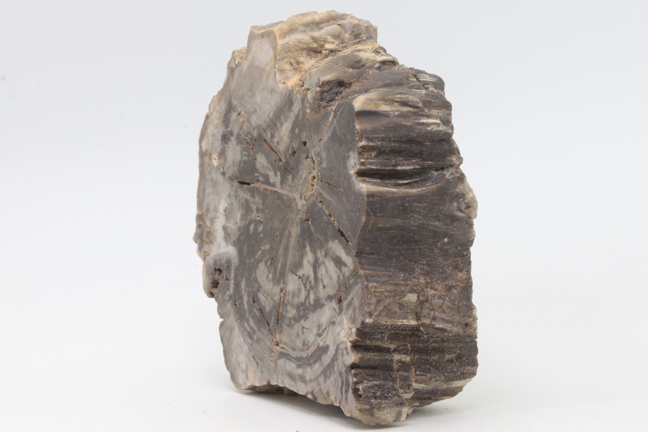 Araucarite - Image 2
