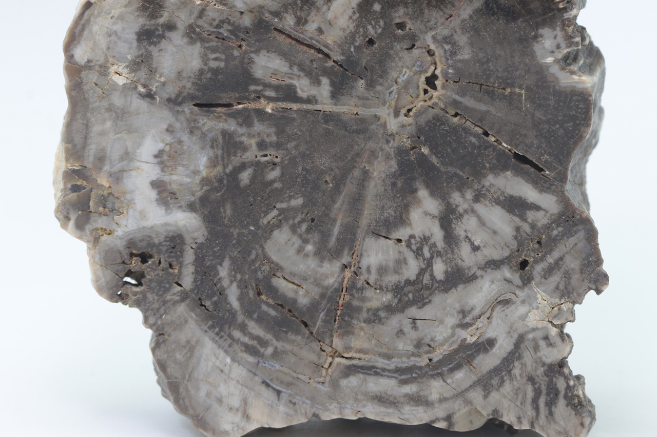 Araucarite - Image 3