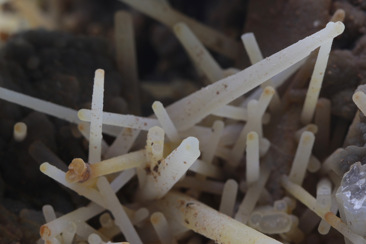 Chalcedony - Image 15