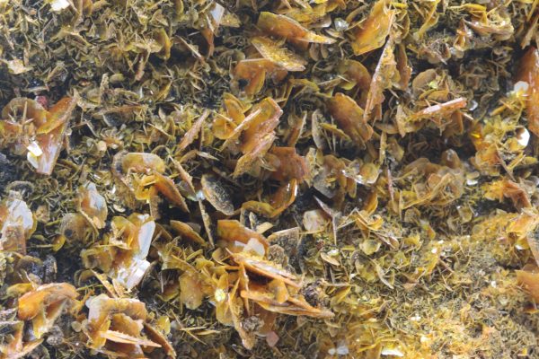 Wulfenite, plattnerite - Image 7