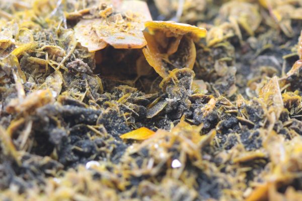 Wulfenite, plattnerite - Image 12