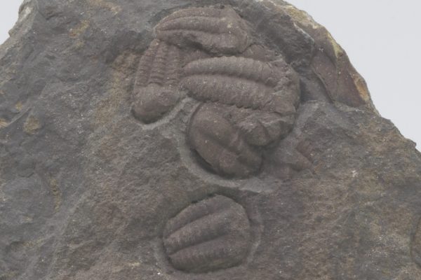 Elipsocephalus hoffi - Image 2