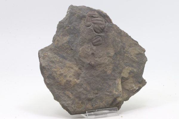Elipsocephalus hoffi