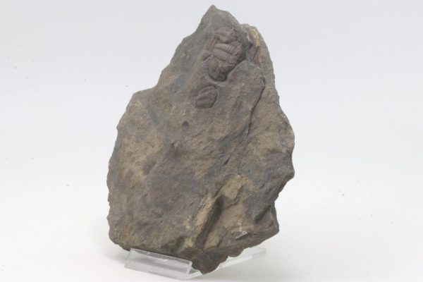 Elipsocephalus hoffi - Image 3
