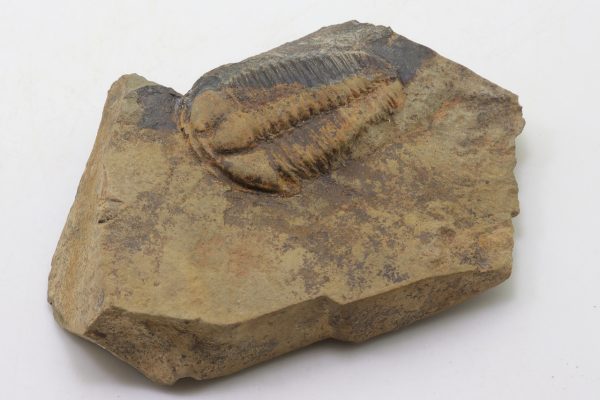Conocoryphe sulzeri - Image 2