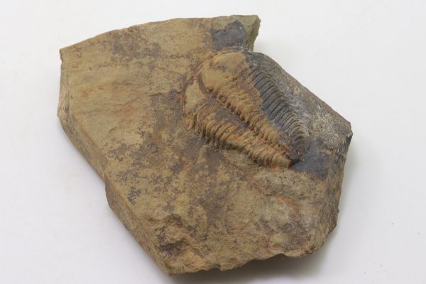 Conocoryphe sulzeri - Image 3