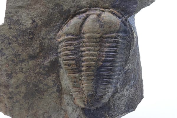 Conocoryphe sulzeri - Image 4