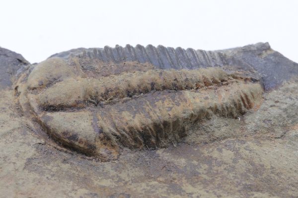 Conocoryphe sulzeri