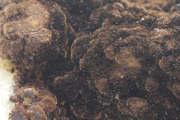 Goethite - Image 7