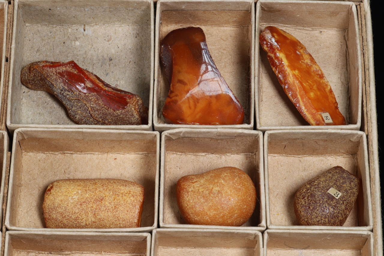 Amber with insects - Image 5