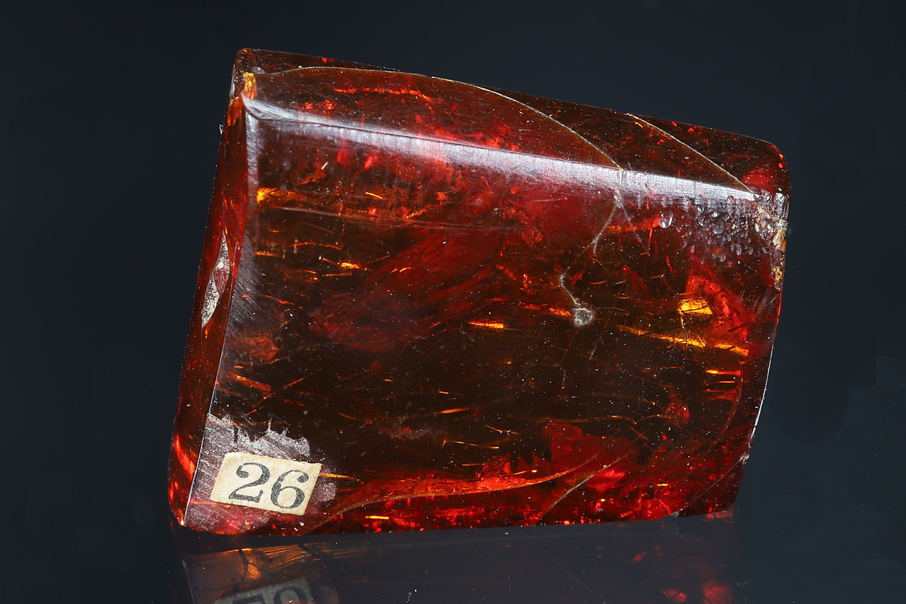 Amber with insects - Image 9