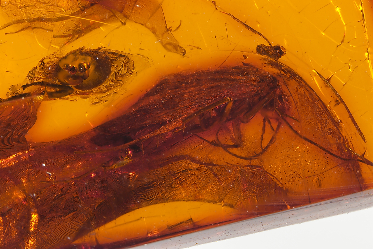 Amber with insects - Image 10
