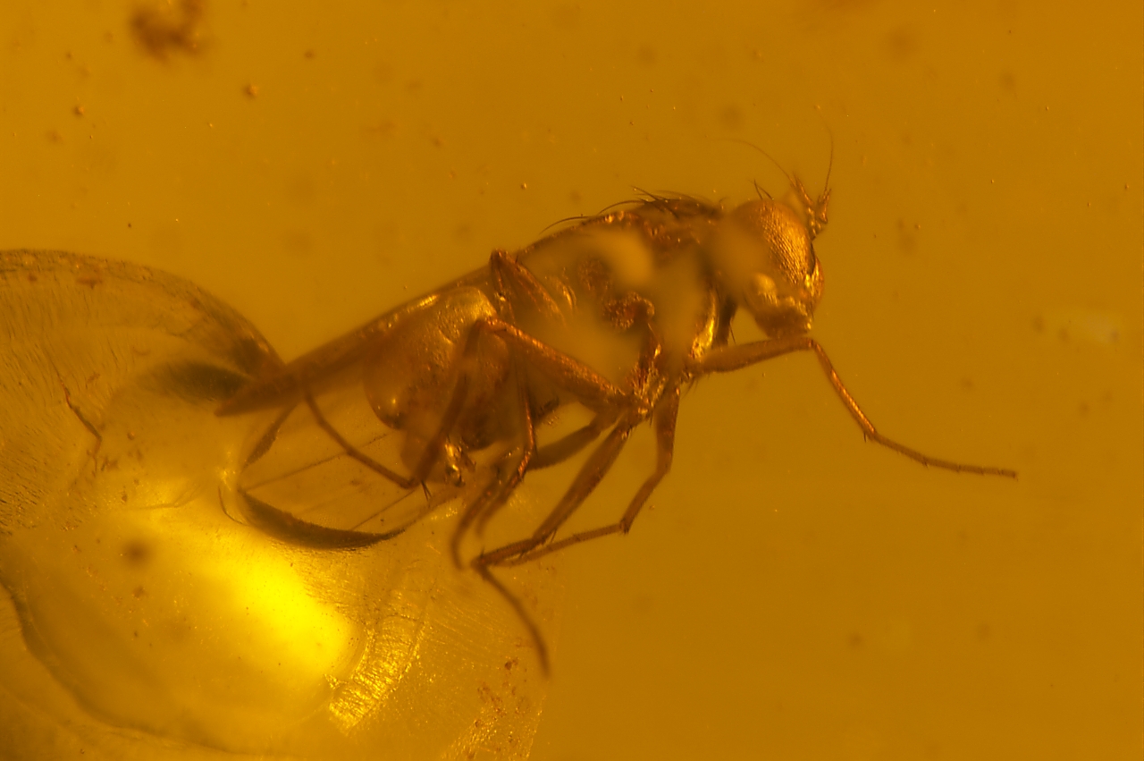 Amber with insects - Image 11