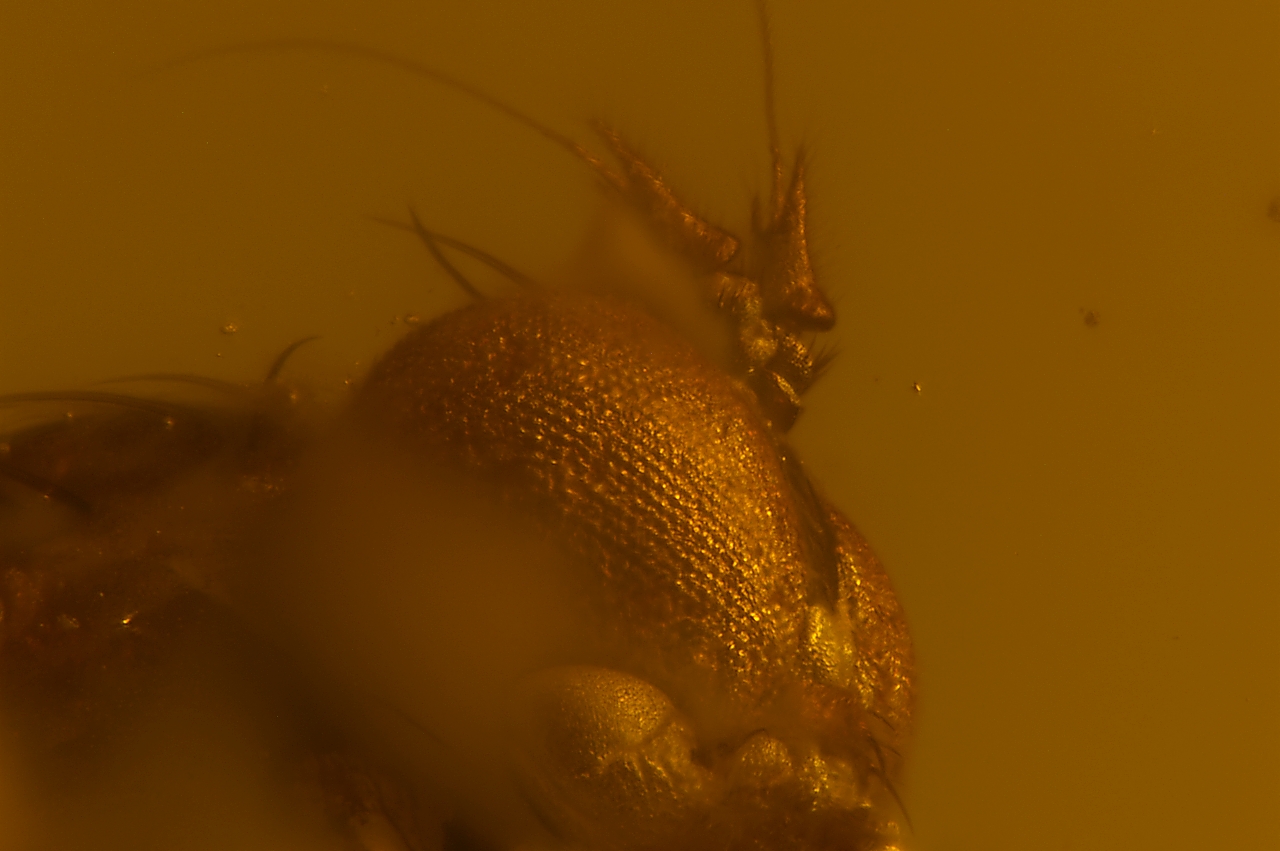 Amber with insects - Image 12