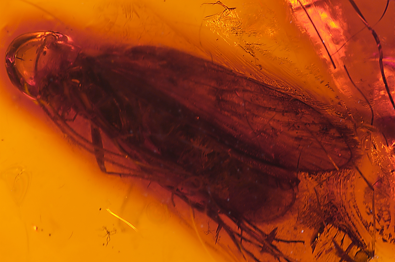 Amber with insects - Image 13