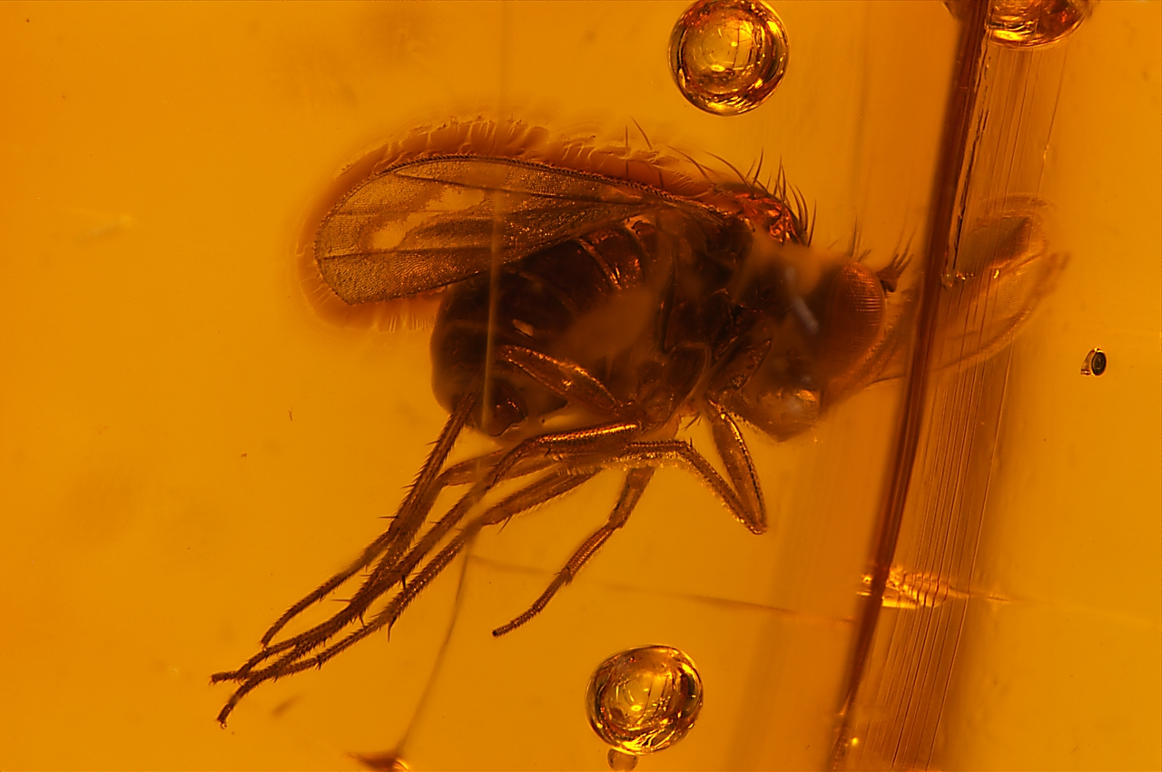 Amber with insects - Image 14