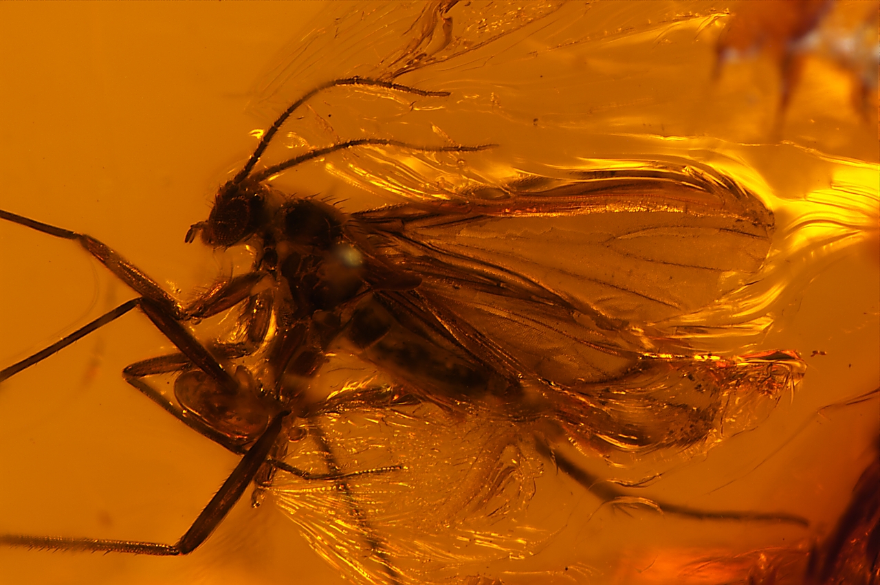 Amber with insects - Image 15