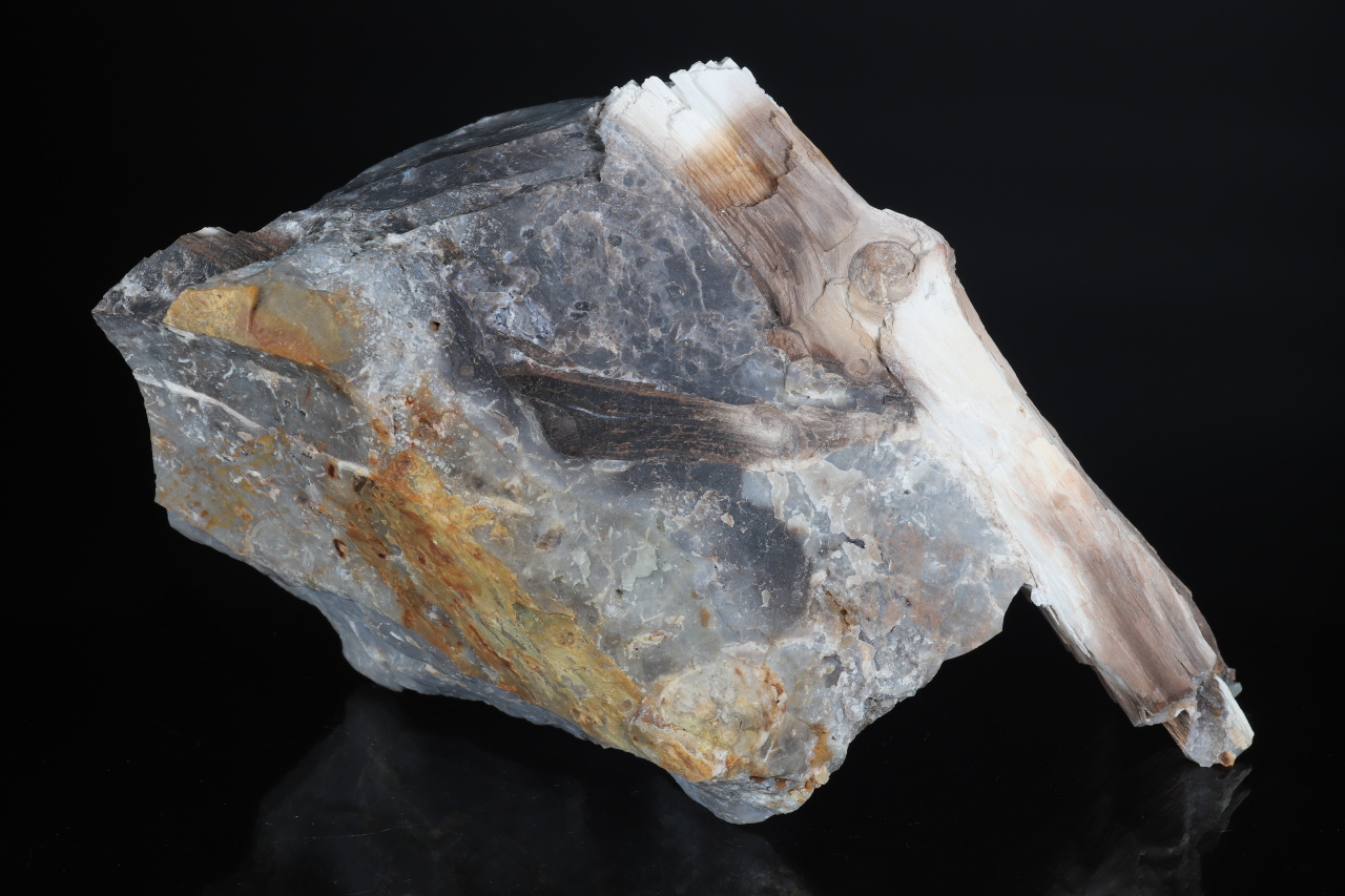 Opalized wood - Image 4