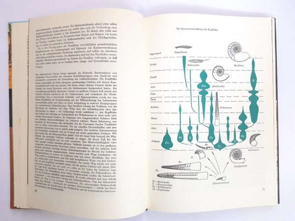 The Big Book of Fossils - Image 3