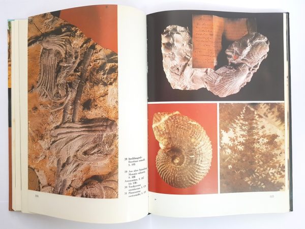 The Big Book of Fossils - Image 4