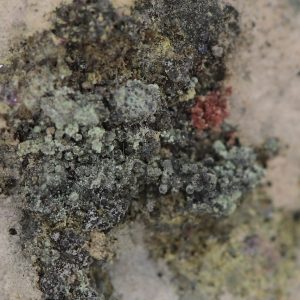 Parasymplesite