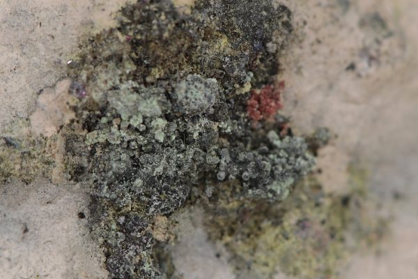 Parasymplesite