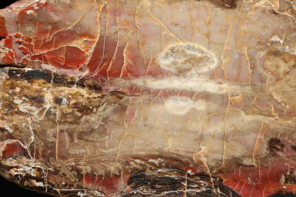 Jasper - Image 4