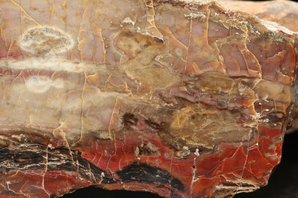 Jasper - Image 5