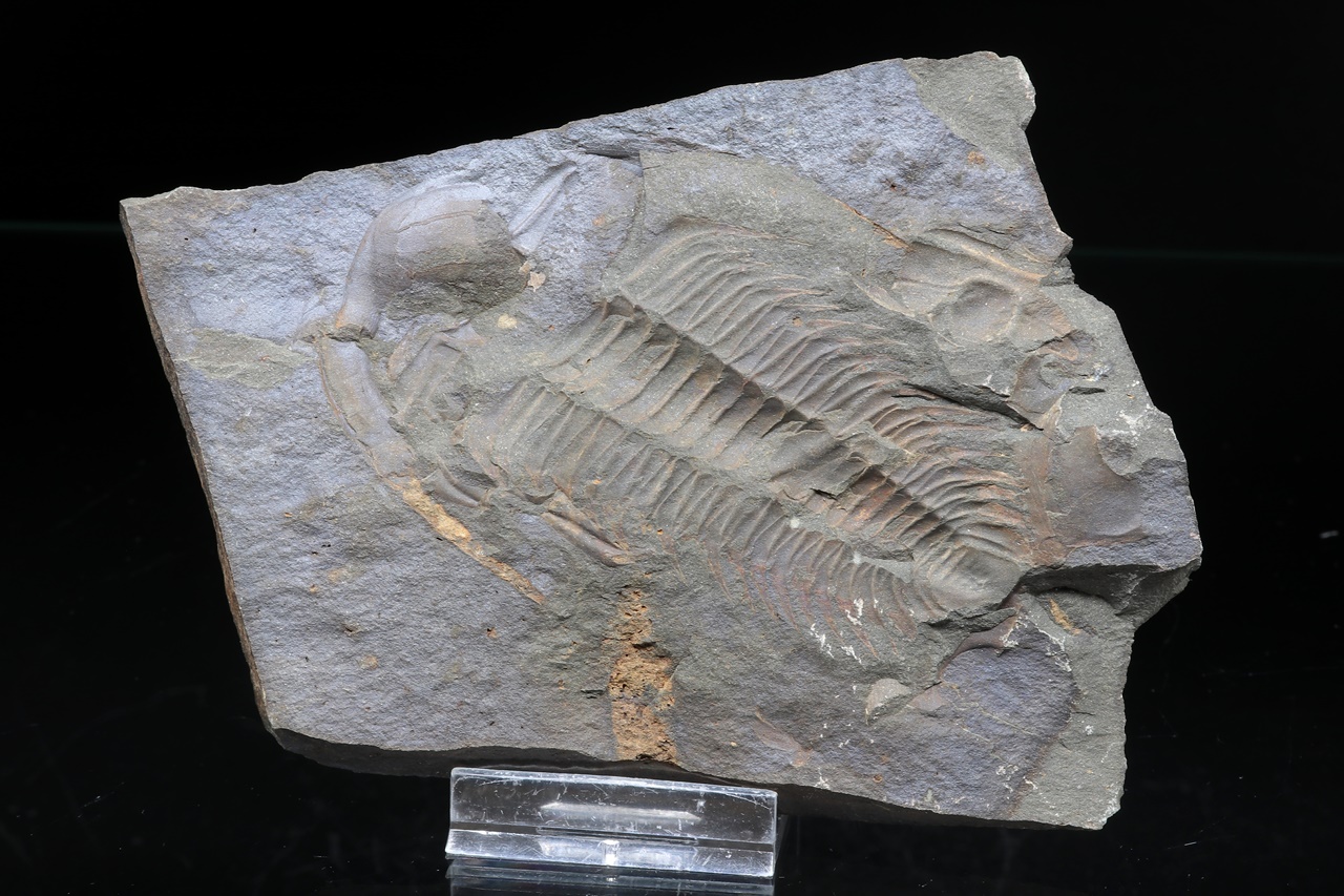 Paradoxides gracilis - Image 2