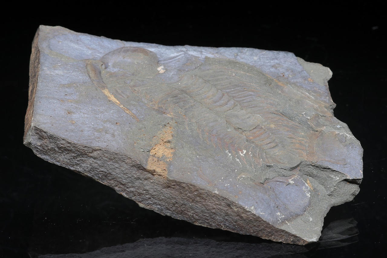 Paradoxides gracilis - Image 3