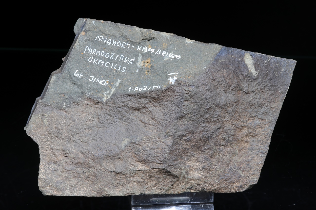 Paradoxides gracilis - Image 4