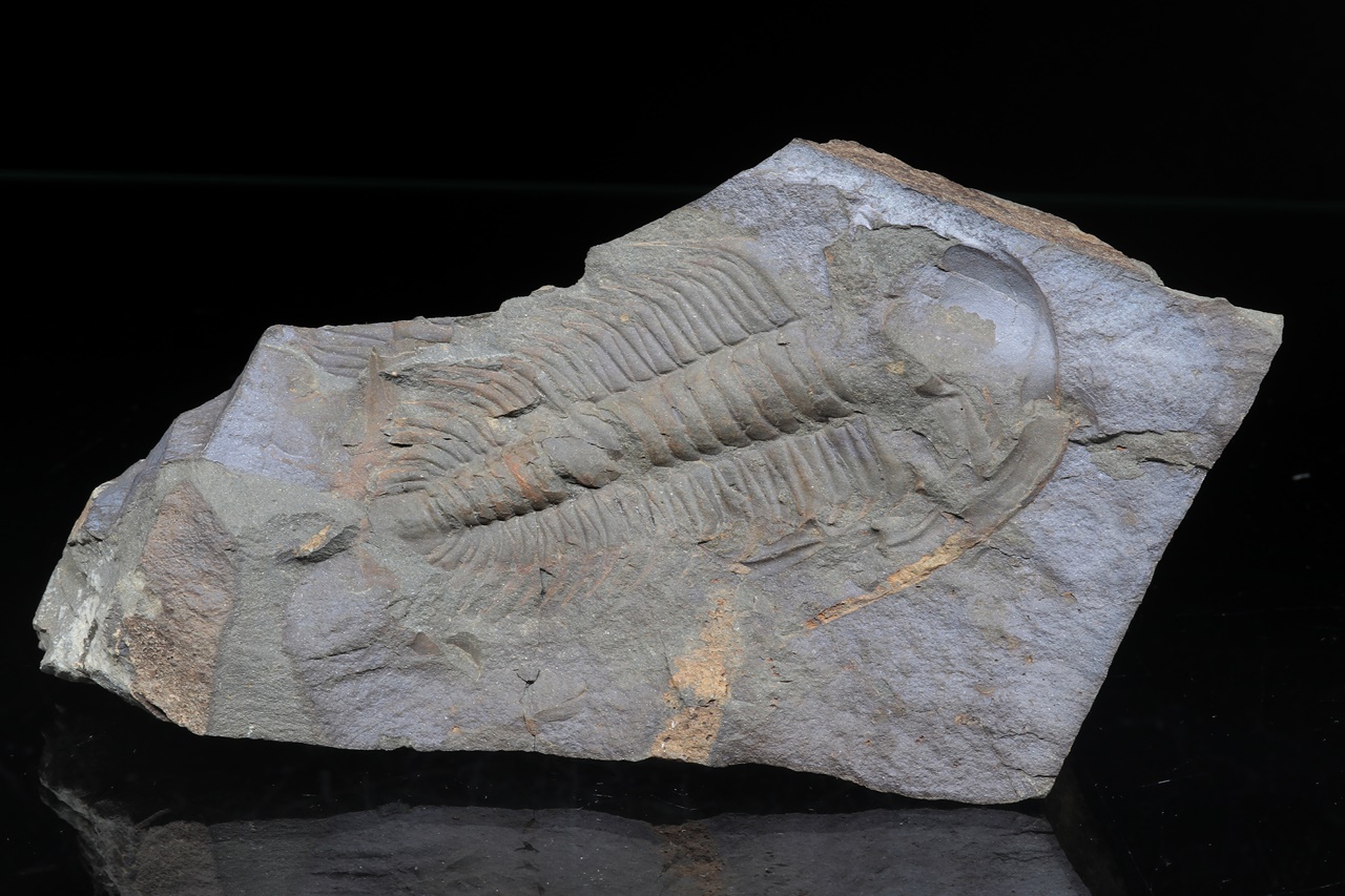 Paradoxides gracilis - Image 5