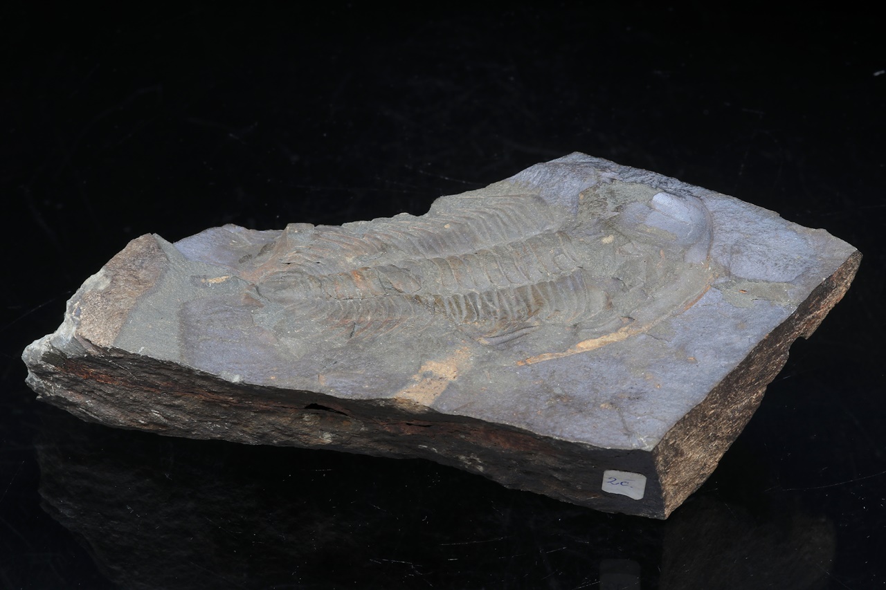 Paradoxides gracilis - Image 6