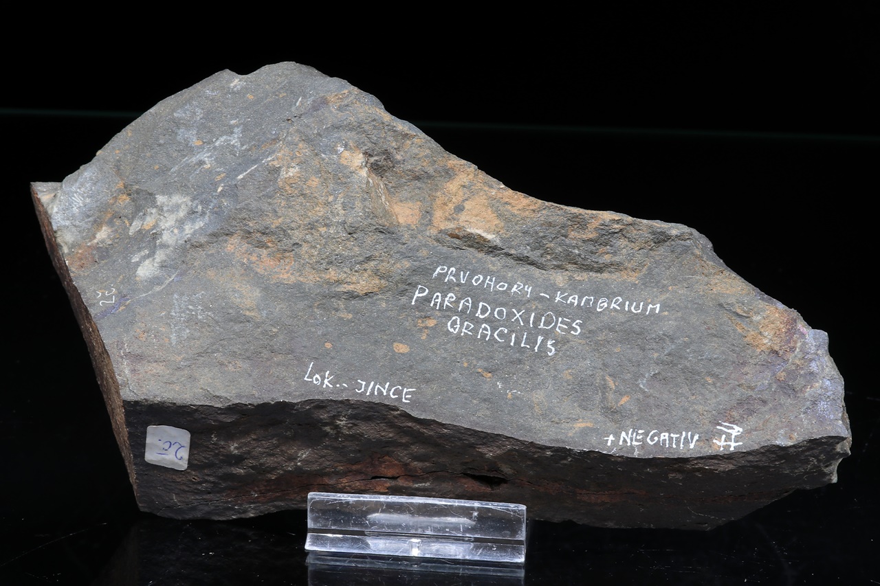 Paradoxides gracilis - Image 7