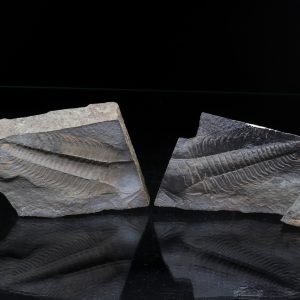 Paradoxides gracilis