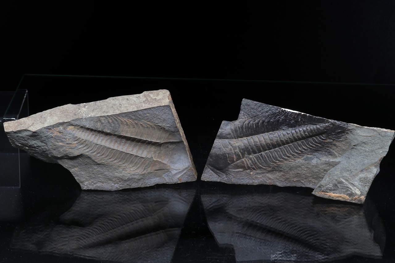 Paradoxides gracilis