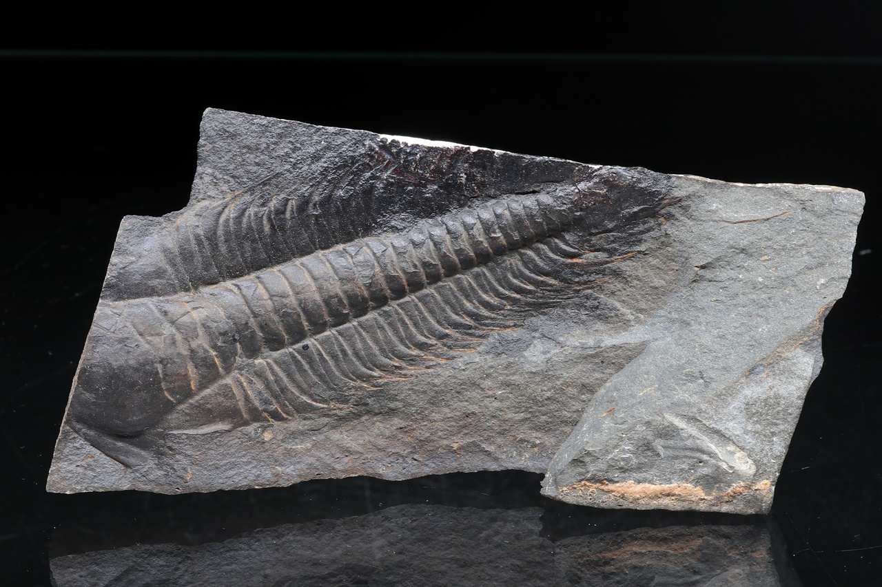 Paradoxides gracilis - Image 3