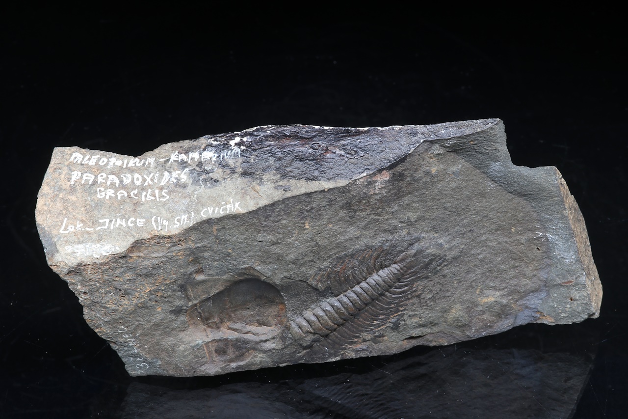 Paradoxides gracilis - Image 4