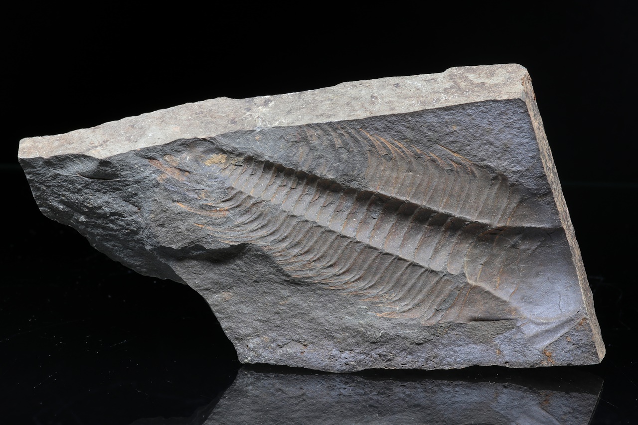 Paradoxides gracilis - Image 5