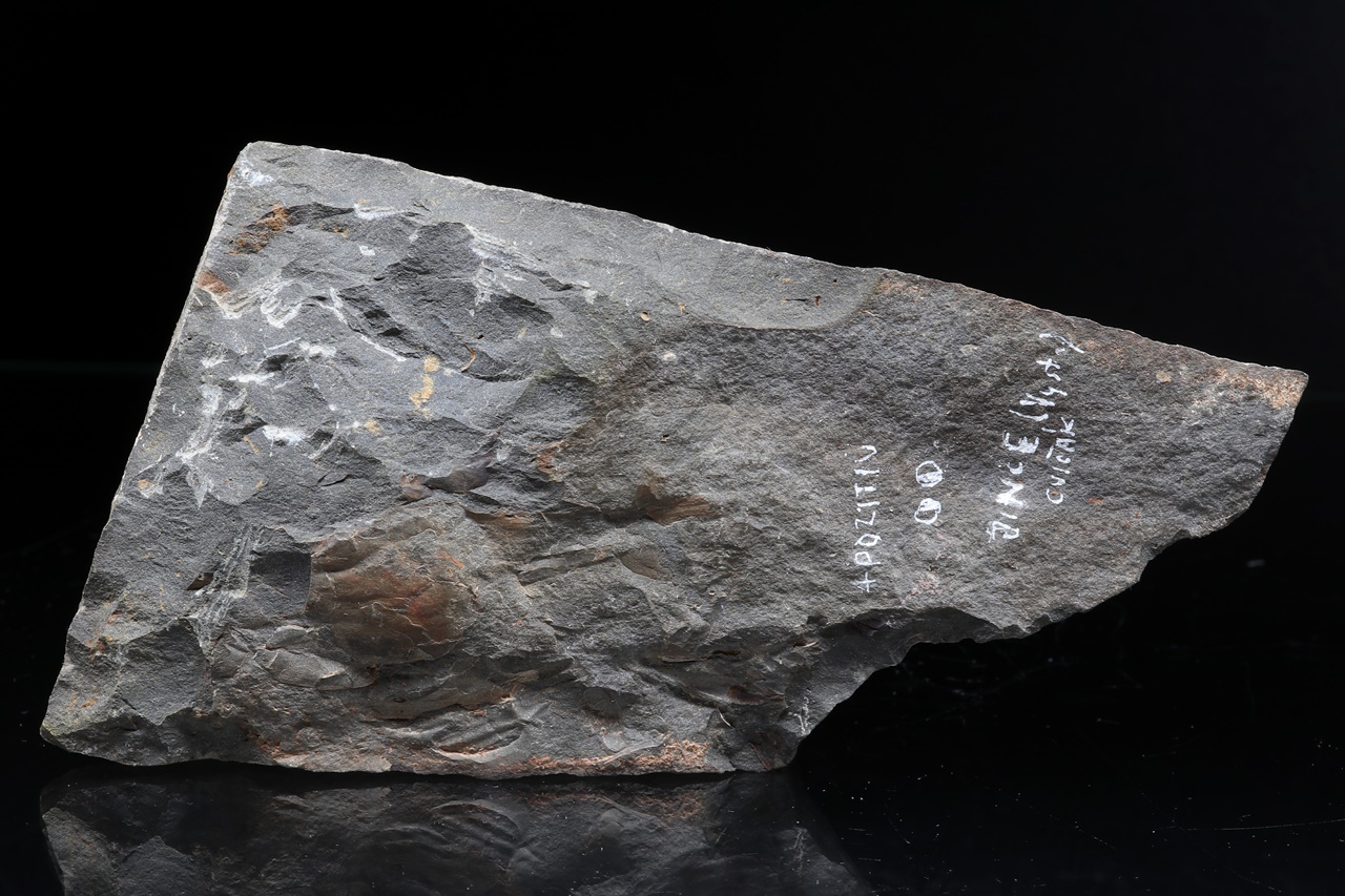 Paradoxides gracilis - Image 6