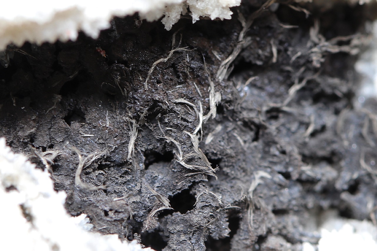 Dyscrasite, arsenic - Image 8