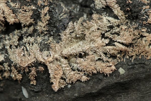 Silver, arsenic - Image 11