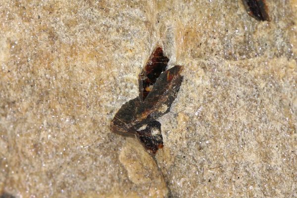 Staurolite - Image 3
