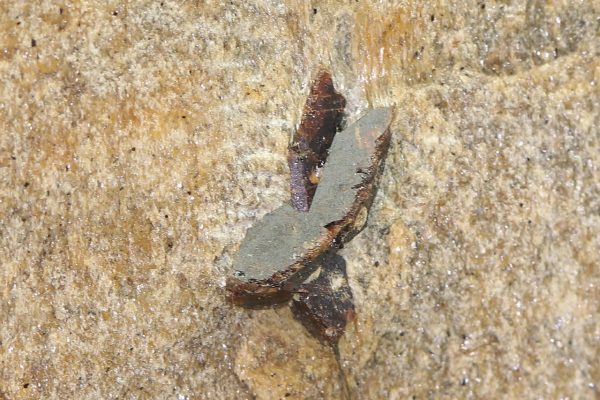 Staurolite - Image 4
