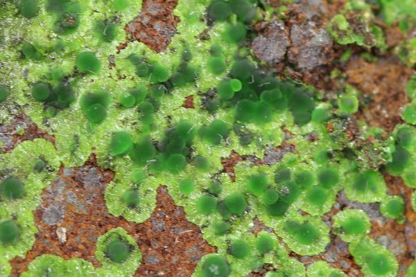 Cu-adamite - Image 5