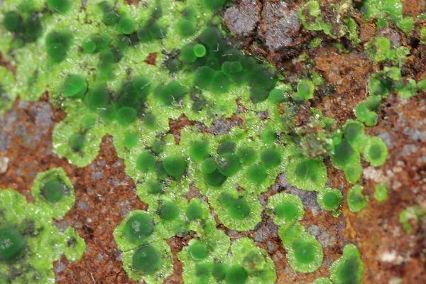 Cu-adamite - Image 6