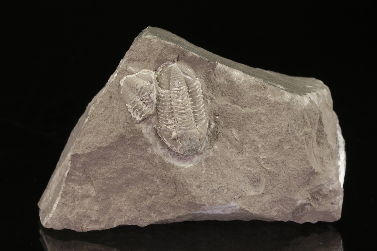 Griffithides globiceps