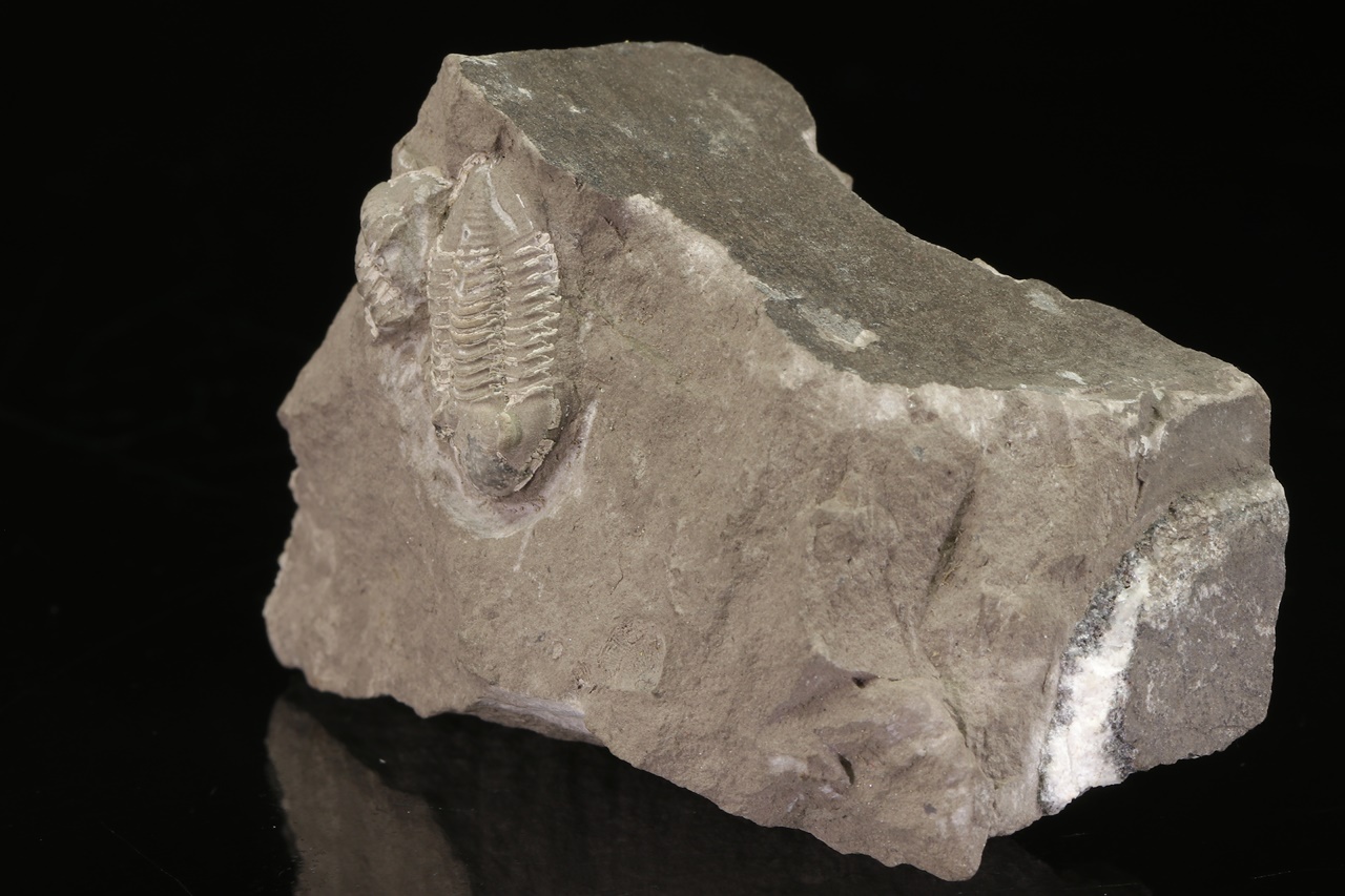 Griffithides globiceps - Image 3