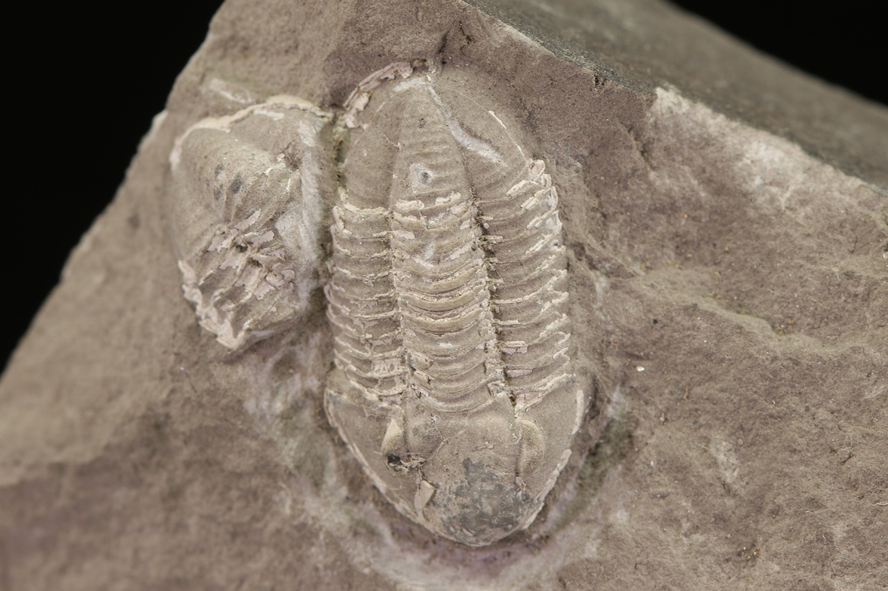 Griffithides globiceps - Image 4