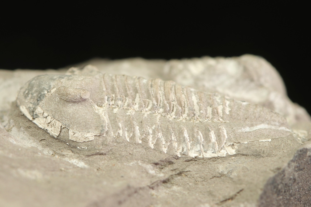 Griffithides globiceps - Image 5